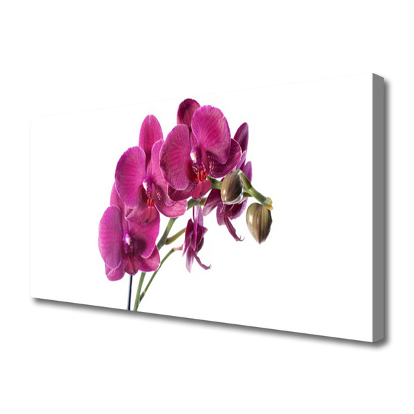 Quadro canvas Flores de orquídeas Natureza