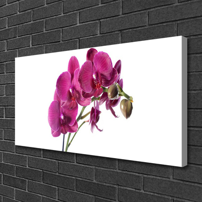 Quadro canvas Flores de orquídeas Natureza
