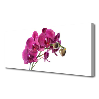 Quadro canvas Flores de orquídeas Natureza