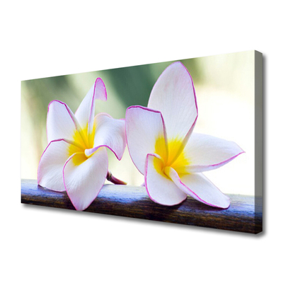 Quadro canvas Flores Pétalas de Plumeria