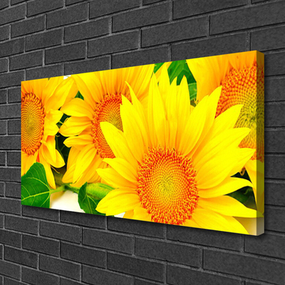 Quadro canvas Natureza da Flor do Girassol