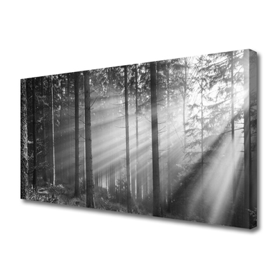 Quadro canvas Floresta Natureza Raios Sol