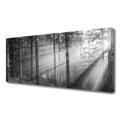 Quadro canvas Floresta Natureza Raios Sol