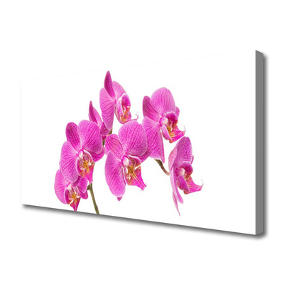 Quadro canvas Flores de orquídeas Natureza