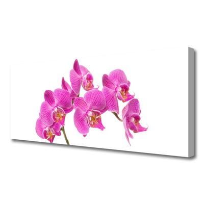 Quadro canvas Flores de orquídeas Natureza