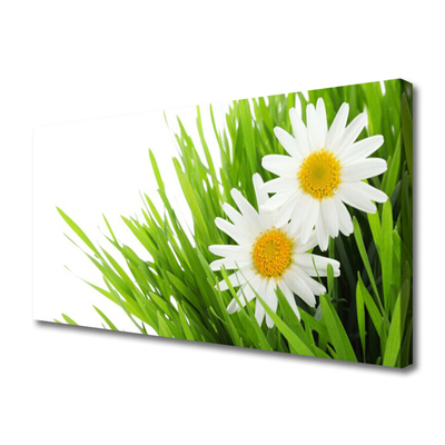 Quadro canvas Margarida Flor Natureza