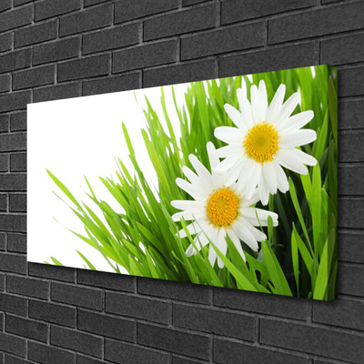 Quadro canvas Margarida Flor Natureza