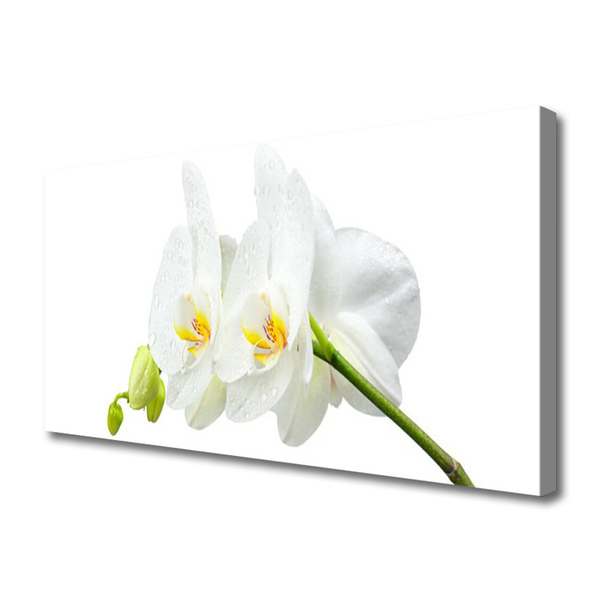 Quadro em tela Pétalas de flores de orquídea branca