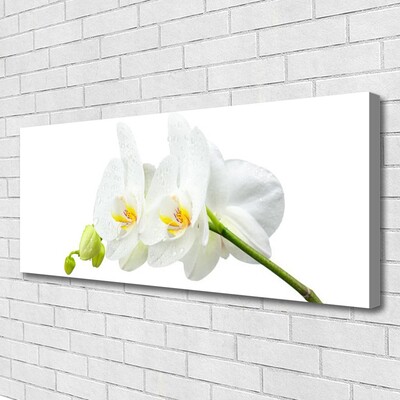 Quadro em tela Pétalas de flores de orquídea branca