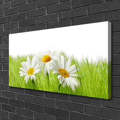 Quadro em tela Planta de flores margaridas