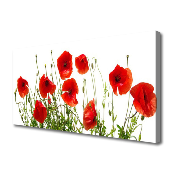 Quadro canvas Papoulas Flores Natureza Planta