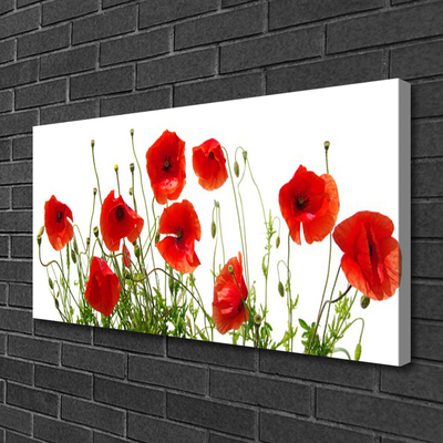 Quadro canvas Papoulas Flores Natureza Planta