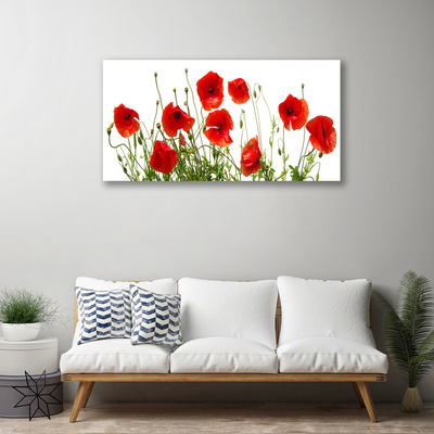 Quadro canvas Papoulas Flores Natureza Planta
