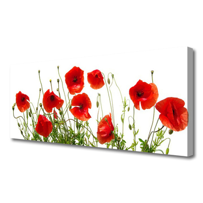 Quadro canvas Papoulas Flores Natureza Planta