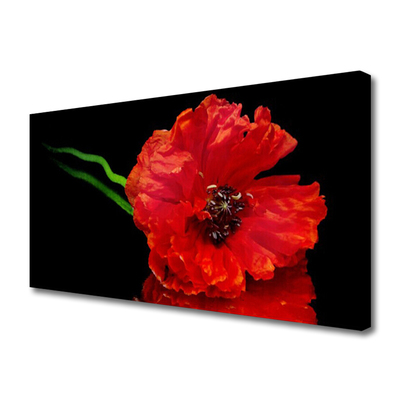 Quadro canvas Flor Papoula Planta Natureza