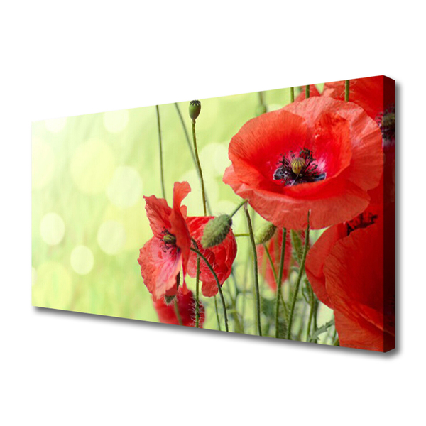 Quadro canvas Papoulas Flores Natureza Planta