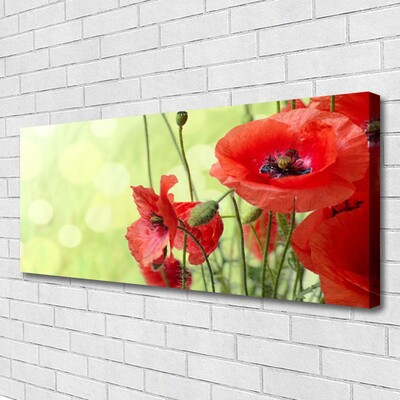 Quadro canvas Papoulas Flores Natureza Planta