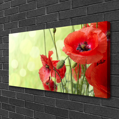 Quadro canvas Papoulas Flores Natureza Planta