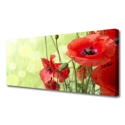 Quadro canvas Papoulas Flores Natureza Planta