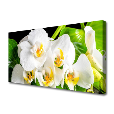 Quadro em tela Flores de orquídeas Natureza