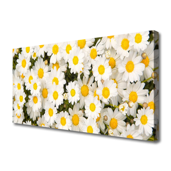 Quadro canvas Margaridas Flores
