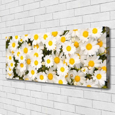 Quadro canvas Margaridas Flores