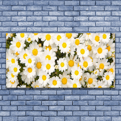 Quadro canvas Margaridas Flores