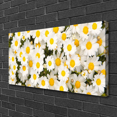 Quadro canvas Margaridas Flores