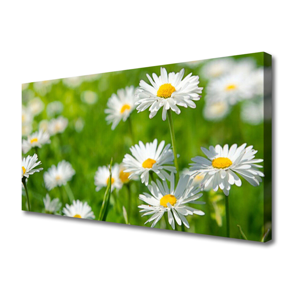 Quadro canvas Planta de flor margarida