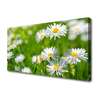 Quadro canvas Planta de flor margarida