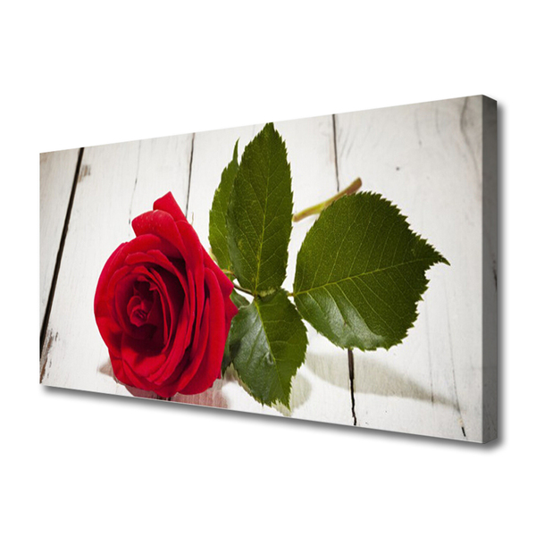 Quadro canvas Rosa Flor Planta Natureza