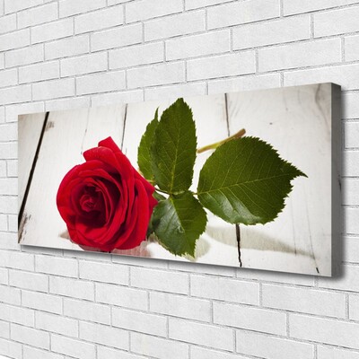 Quadro canvas Rosa Flor Planta Natureza