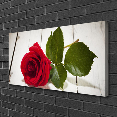 Quadro canvas Rosa Flor Planta Natureza