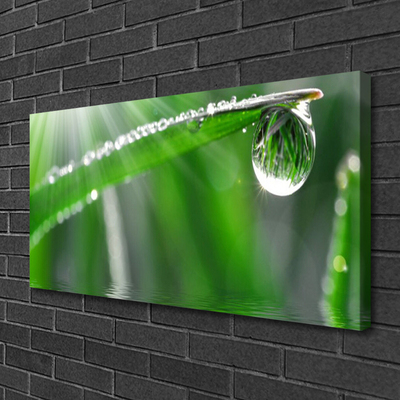 Quadro em tela Grama de folha de orvalho