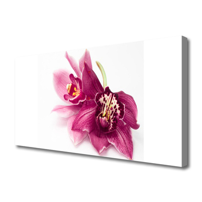 Quadro canvas Flores Planta Natureza