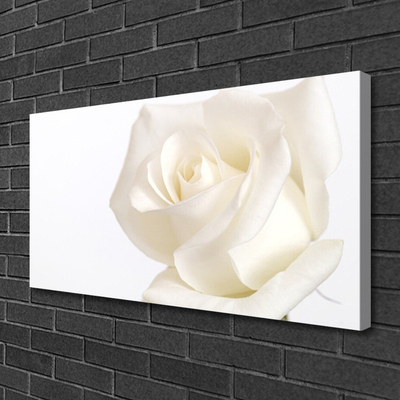 Quadro canvas Flores de rosas