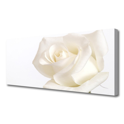 Quadro canvas Flores de rosas