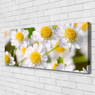 Quadro em tela Flores Margarida Natureza
