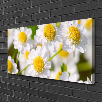 Quadro em tela Flores Margarida Natureza