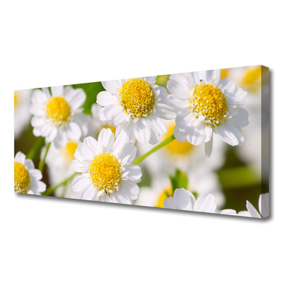 Quadro em tela Flores Margarida Natureza