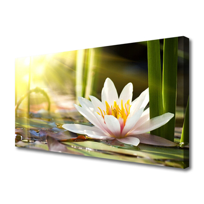 Quadro canvas Flor de lírio d'água
