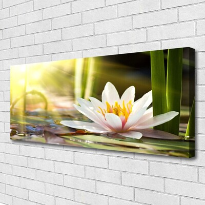 Quadro canvas Flor de lírio d'água