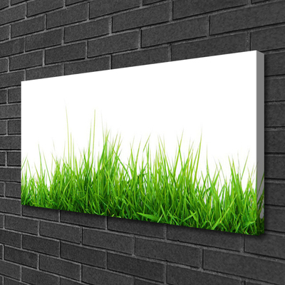 Quadro canvas Grama Natureza Planta