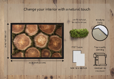 Decoração com musgo Corte transversal do tronco