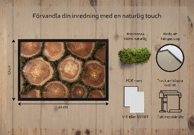 Decoração com musgo Corte transversal do tronco