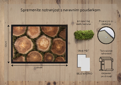 Decoração com musgo Corte transversal do tronco