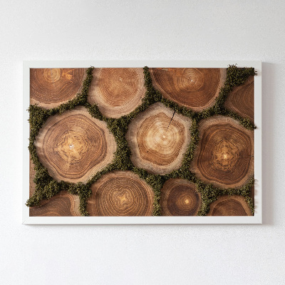 Decoração com musgo Corte transversal do tronco