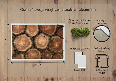 Decoração com musgo Corte transversal do tronco