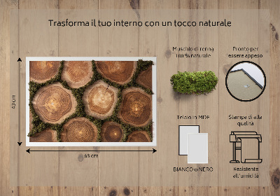 Decoração com musgo Corte transversal do tronco