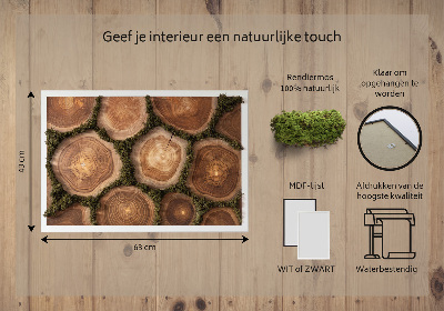 Decoração com musgo Corte transversal do tronco